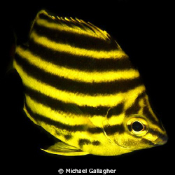 Stripey in midwater - another Byron Bay local, Australia by Michael Gallagher 